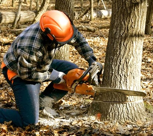 Tree Removal in Jackson, MN